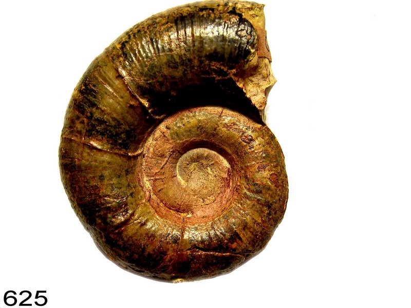 Lytoceras
